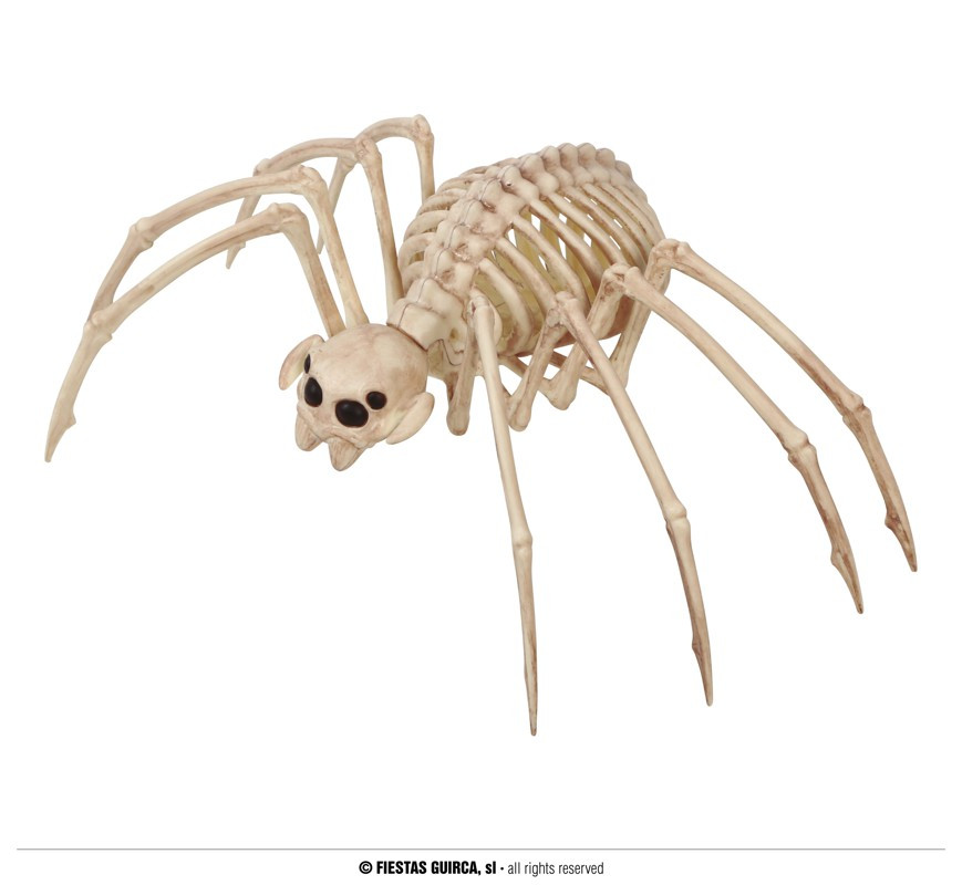 Szkielet tarantuli / 35x20 cm